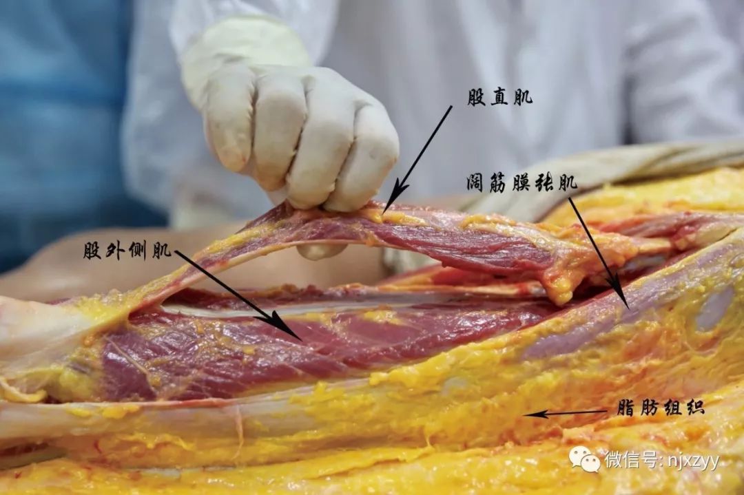 【培訓教學】新中醫(yī)·筋膜學應用解剖（新鮮大體）學習班